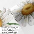 próbka | tapeta pole stokrotek