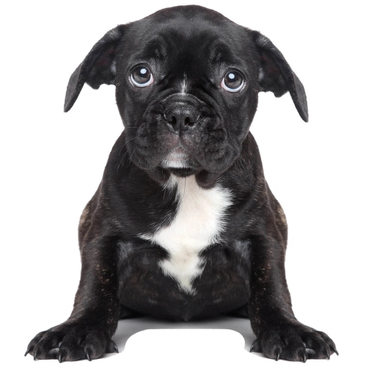 piesek rysiu | naklejka. naklejka dla dzieci. dekoracje pokoju